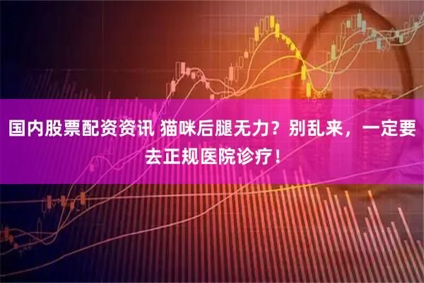 国内股票配资资讯 猫咪后腿无力？别乱来，一定要去正规医院诊疗！