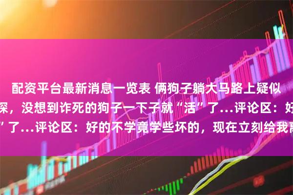 配资平台最新消息一览表 俩狗子躺大马路上疑似陷入危险，网友开车试探，没想到诈死的狗子一下子就“活”了…评论区：好的不学竟学些坏的，现在立刻给我离开马路！